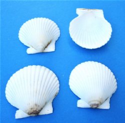Wholesale Florida White scallop shells for crafts 1-3/4" to 2-1/2" - 100 pcs @ .16 each; 500 pcs @ $.14 each