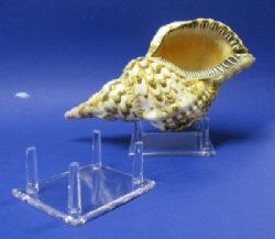 4 Leg 4-1/4" Plastic Rock Stand and Acrylic Shell Stand Wholesale -12 pcs @ $2.00 each; 48 pcs @ $1.80 each