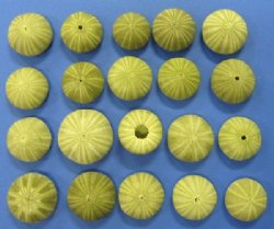 Wholesale green sea urchins for crafts 1-5/8" - 2-1/8" - 288 pcs @ .30 each 