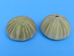 Wholesale Green Sea Urchin  1-5/8 inches to 2-1/8 inches - 12 pieces @ .35 each 