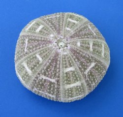 Wholesale Alfonso Sea Urchins for shell crafts and air plants  - 3"-4" - 10 pcs @ $.80 each