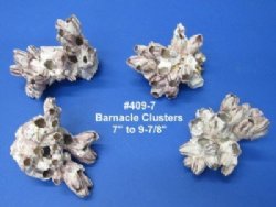 7" to 9" Wholesale Purple Barnacle Clusters (some are made from gluing smaller barnacles together)  - Case of 16 @ $5.25 each