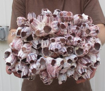 Purple Barnacles Hand Picked