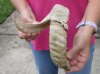 Sheep, Ram Horns Number 2 Grade