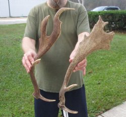 Buy this 2 pc lot of 22 inch Fallow Deer (Dama dama) horn/antler for $44