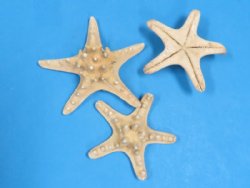 Wholesale Natural Sun Dried Knobby Starfish 4"-6" Armored Starfish - 300 pcs @ .23 each 