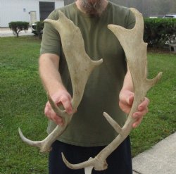 Buy this 2 pc lot of 19 & 22 inch Fallow Deer (Dama dama) horn/antler for $44