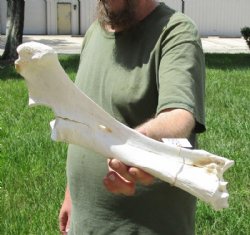 16 inch Water Buffalo leg bone - $14