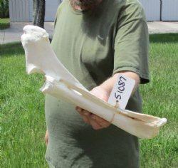16 inch Water Buffalo leg bone - $14