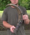 Raw/Semi-Polished Buffalo Horns, Natural Cow Horns