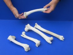 Wholesale Deer Leg Bones 7 to 10 inches - 5 @ $2.50 each <font color=red> Sale Price $2.00 each</font>