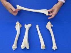 Wholesale Deer Leg Bones 10 to 12 inch - 5 @ $4.00 each  <font color=red> Sale Price $3.00 each</font>