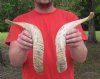 Sheep, Ram Horns Matching Pair