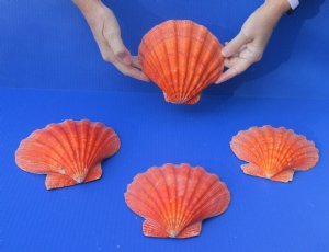 Lion's Paw Scallop Hand Picked