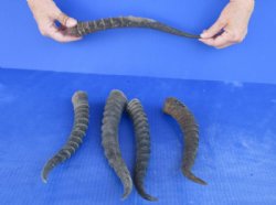 5 pc lot of Female ...