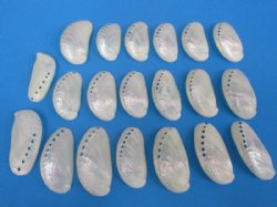 Wholesale Pearl donkey ear abalone shells 2-1/2" to 3" - 1000 pcs @ $.30 each