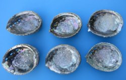5 inch Pink Abalone Shells (3 pcs, 12 pcs)