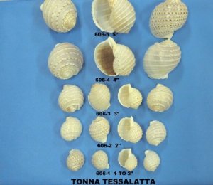 Tonna Tessellata Spotted Tun Shells