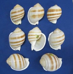 Wholesale Tonna Sulcosa Banded Tun Shells, medium hermit crab shells - 3" to 3-1/2" - 12 pcs @ $1.25 each; 96 pcs @ $1.10 each