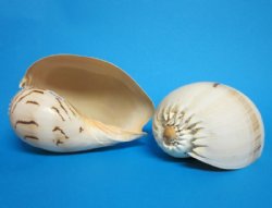 Philippine Crowned Baler Melon Shells, 6 inches (Pack of 12)