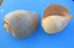 9 inches Phlippine Crowned Baler Melon Shells  (Case of 24)