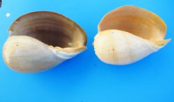 9 inches Philippine Crowned Baler Melon Shells 