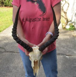 Wholesale Grade B African Impala Skull and Horns, damaged and discounted -  $80.00 each; 5 or more @ $72.00 each