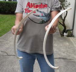 2 piece lot of 21 and 23-1/2 inch Water Buffalo rib bones - $15