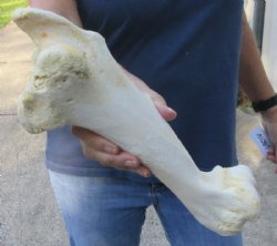 12-1/2 inch Water Buffalo humerus (Bubalus bubalis) leg bone for $13