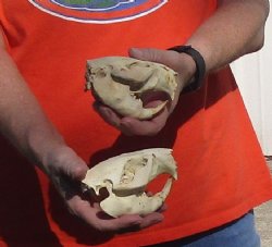 Two piece lot of B-Grade North American Beaver Skulls (castor) measuring 4-1/4 inches for $28/lot 