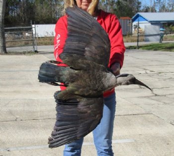 Animal Mounts, Taxidermy