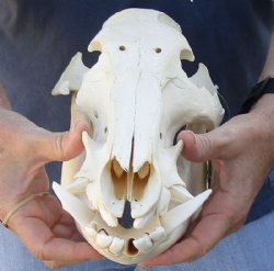Discounted Bushpig and Warthog Skulls