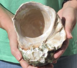 6 inch Turbo Marmoratus, green turban shell - $14