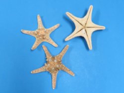 8 to 10 inches Wholesale sun dried natural knobby starfish - $10.20 a dozen