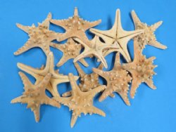 Wholesale Natural Sun Dried Knobby Starfish 6 to 8 inches - 150 pcs @ .40 each