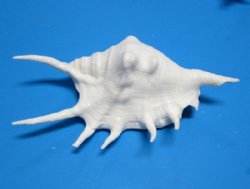 4" to 6" Wholesale White Lambis Lambis Spider Conchs, White Shells - 20 pcs @ $.80 each; 100 pcs @ $.72 each