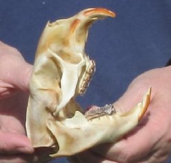 B grade North American Porcupine Skull - $21