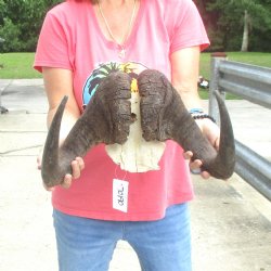 B-Grade Male African Black Wildebeest Skull plate 16 inch - $40