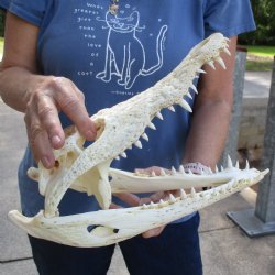 13-1/4" A-Grade Nile Crocodile Skull (Cites #084969) - $145