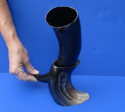 Polished Buffalo Dr...