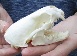 A-Grade North Ameri...