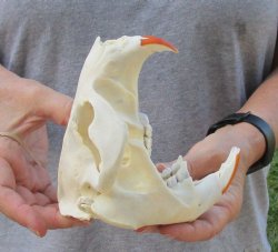 North American Beav...