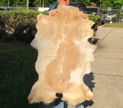 Real Goat Hide (Capra aegagrus hircus) 38 inches for $25 