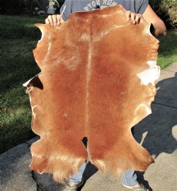Real Goat Hide (Capra aegagrus hircus) 35 inches for $25 