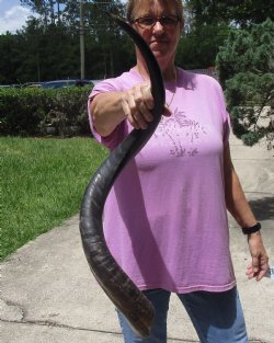 Half-Polished Kudu ...