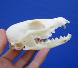 4-1/2 inches Grade B Real South African Cape Fox Skull for $28