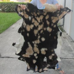 Real Goat Hide for sale -  39 inches - $25