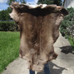 43 inches by 41 inches Finland Reindeer Hide, Skin, farm raised - $130