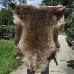 43 inches by 39 inches Finland Reindeer Hide, Skin, farm raised - $130