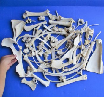 Animal Bones